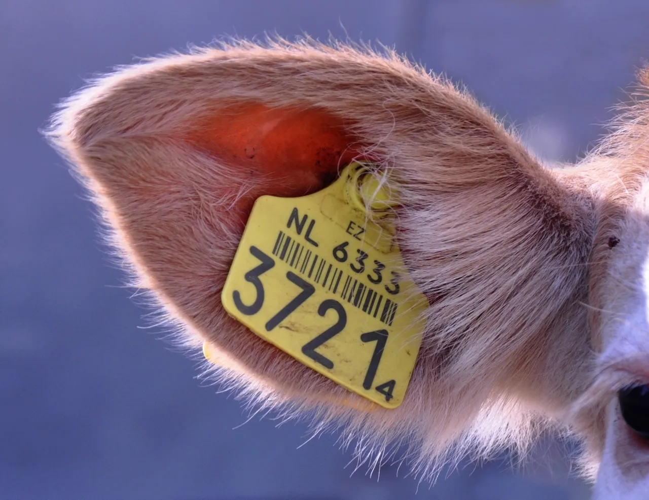 Labels