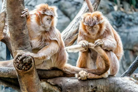 monkeys