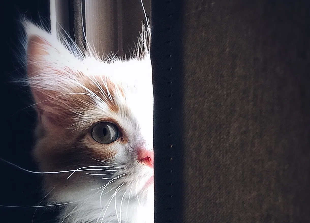GAIN a Purr-e VIEW